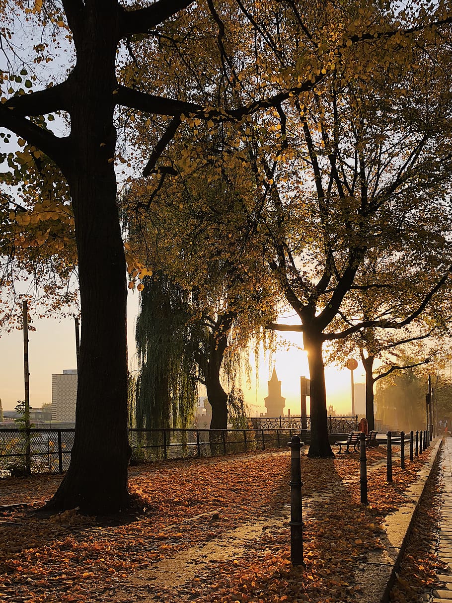 germany, berlin, may-ayim-ufer 2, fall, autumn, tree, shadow HD wallpaper