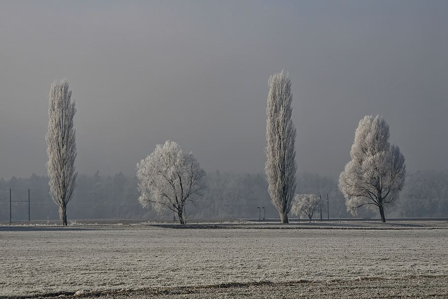 fog, cold, landscape, frost, nature, trees, plant, sky, environment HD wallpaper