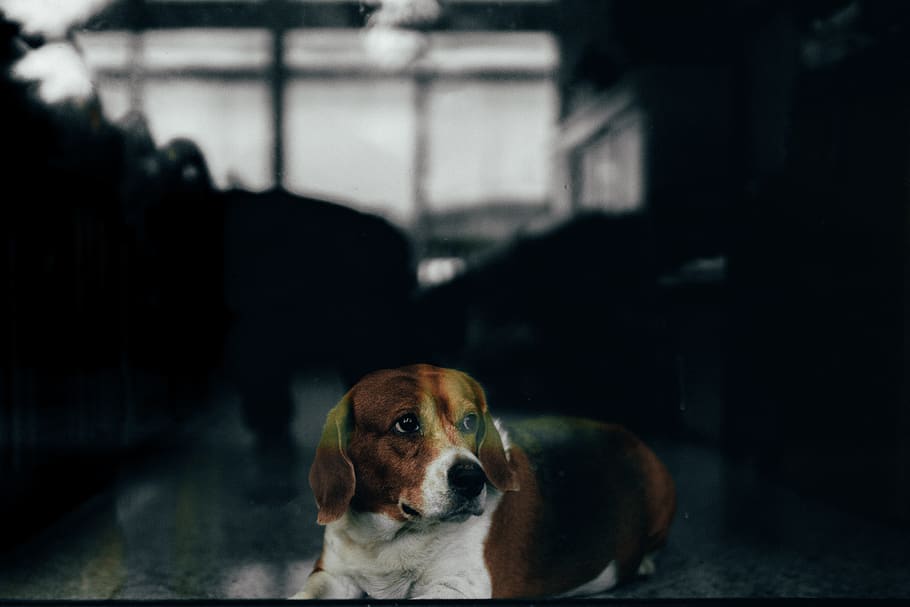 brown dog on flor, canine, pet, mammal, animal, hound, beagle HD wallpaper
