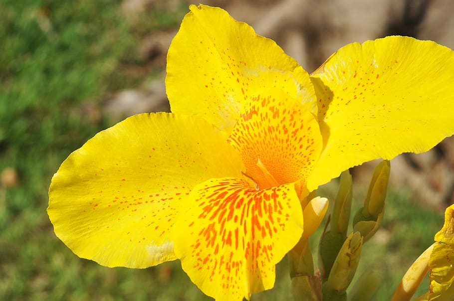 spring, flower, field, yellow, flowering plant, beauty in nature HD wallpaper