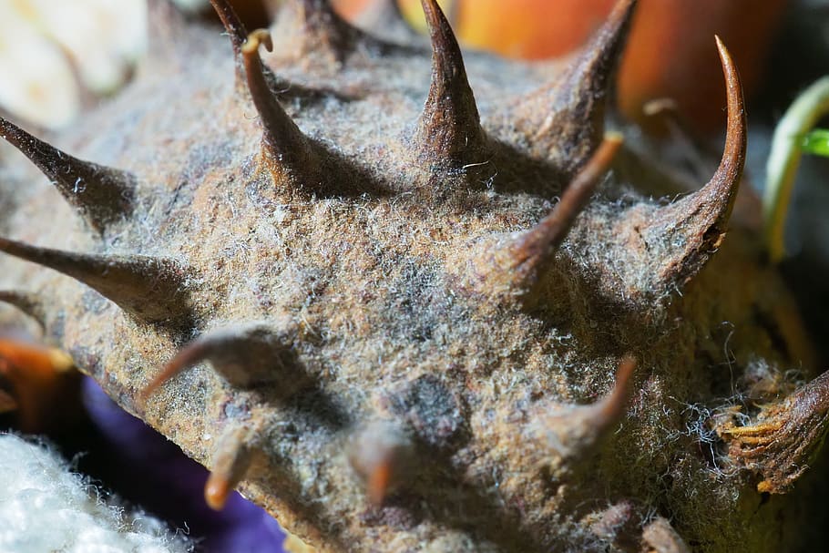 bark, seed, spezia, close-up, no people, selective focus, nature HD wallpaper