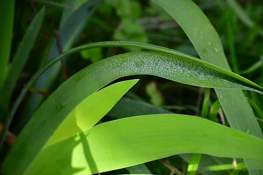 green, plant, leaf, reptile, animal, snake, green snake, aloe HD wallpaper