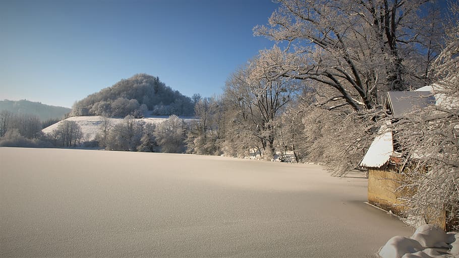 france, saint-sixte, tree, cold temperature, snow, plant, winter HD wallpaper