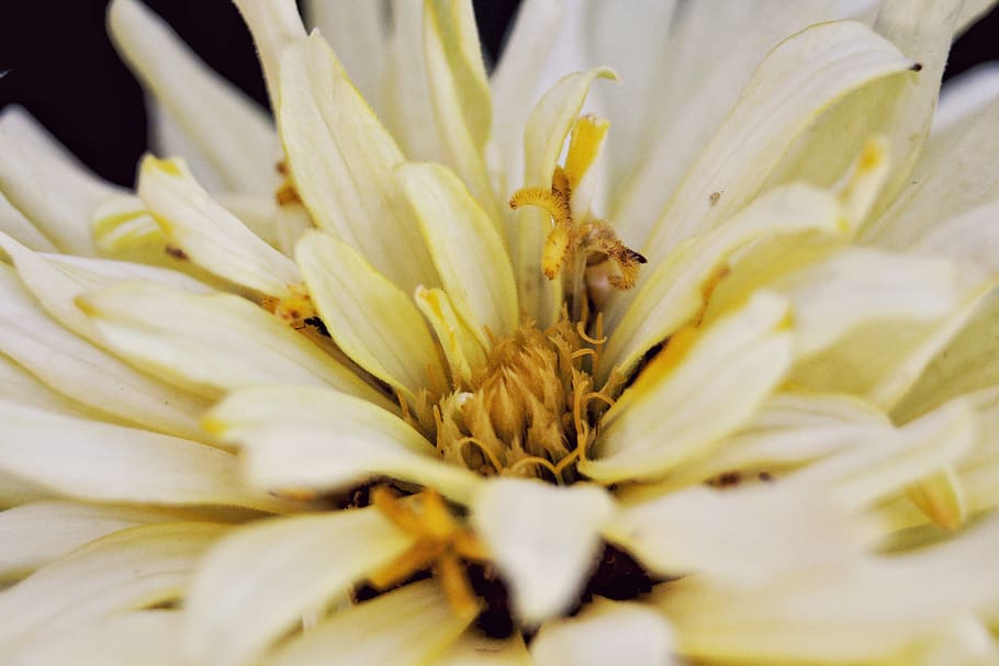macro, flower, close, summer, season, fresh, smell, flowering plant HD wallpaper