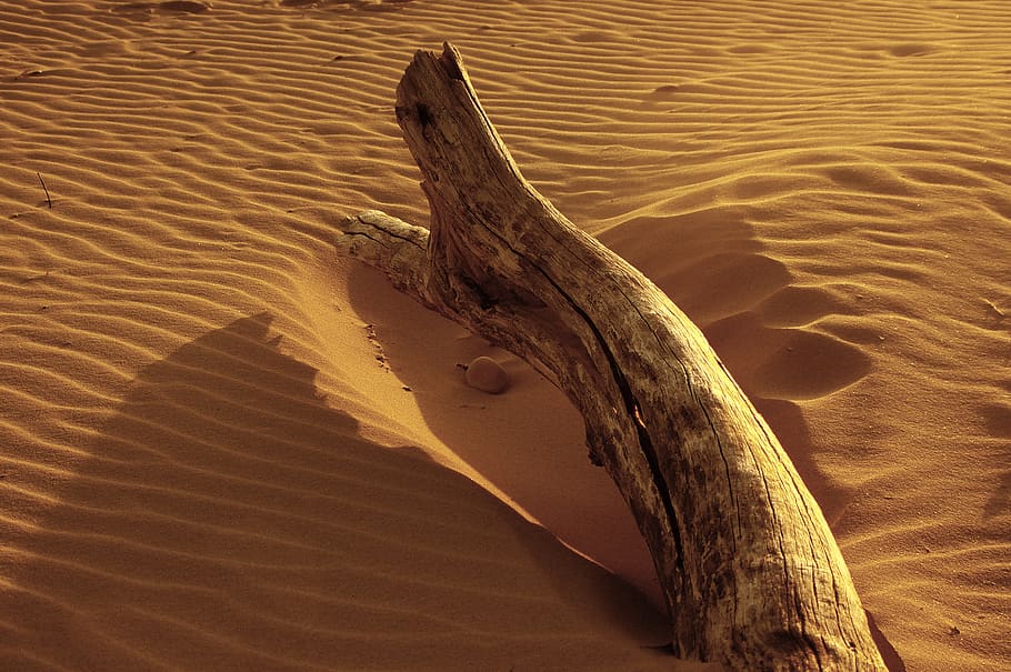 brown log on dessert sand, land, no people, nature, beach, water HD wallpaper