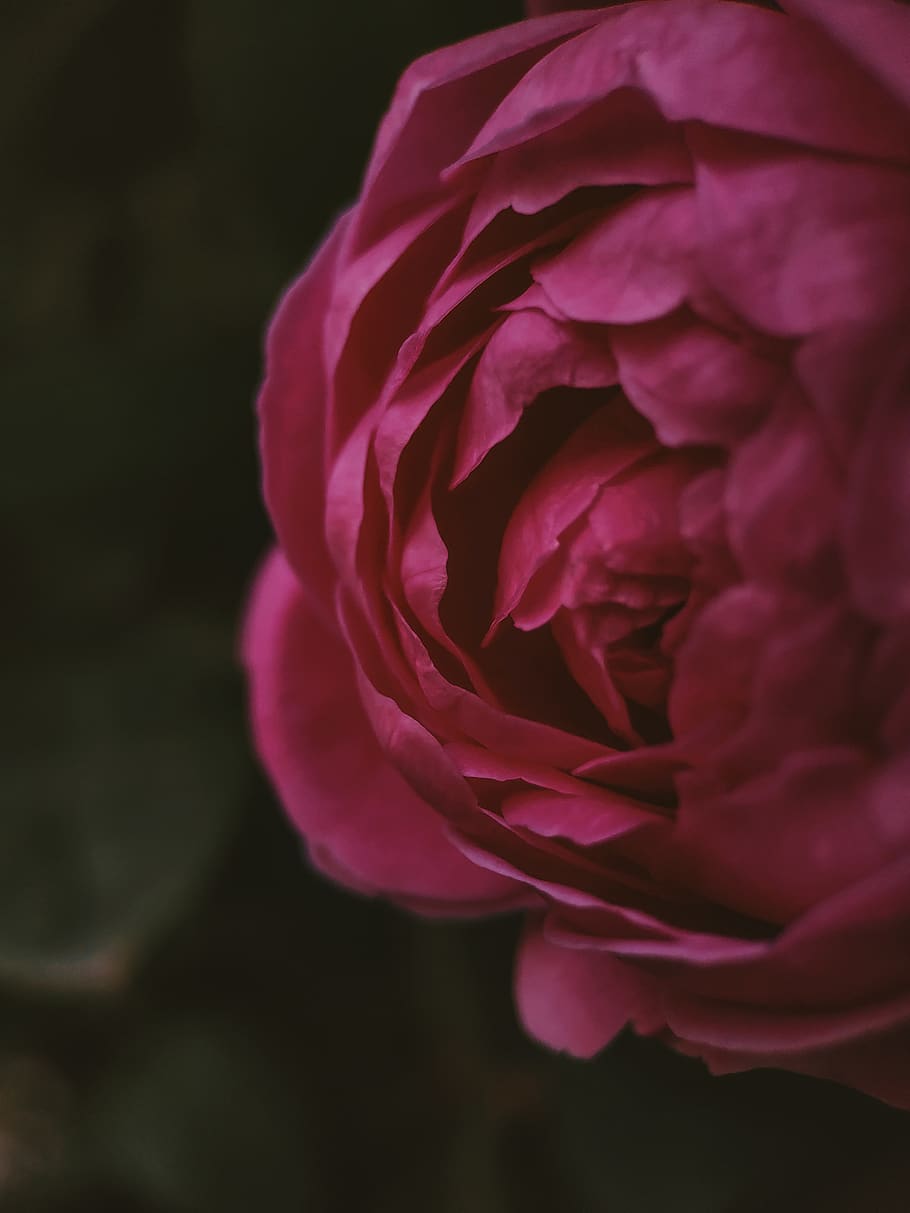 pink peony flower, plant, rose, blossom, geranium, petal, dahlia HD wallpaper