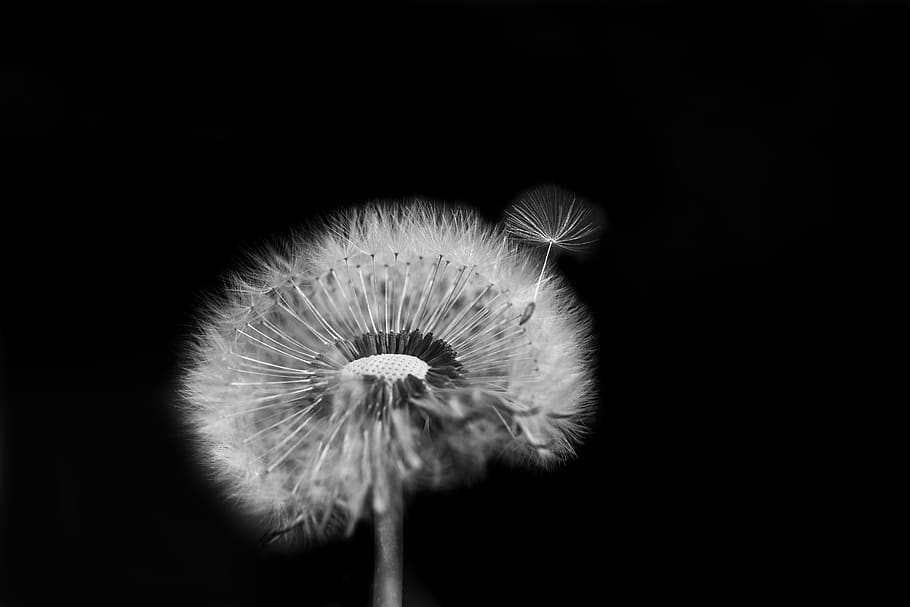 flower, lint, dandelion, spring, nature, meadow, seed, fixture HD wallpaper