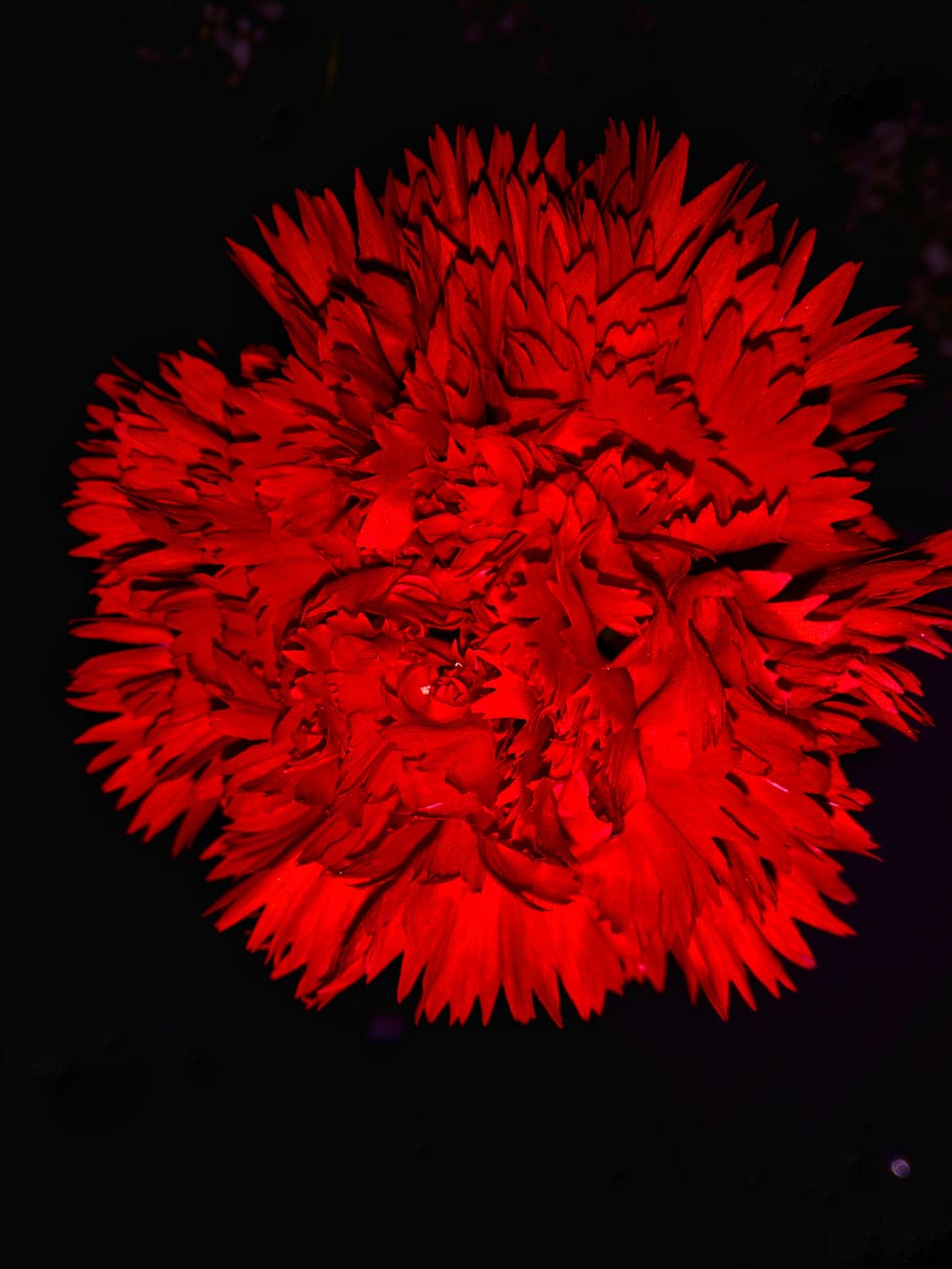 HD wallpaper: flower, dark, amoled, beautiful flower, red, black background  | Wallpaper Flare