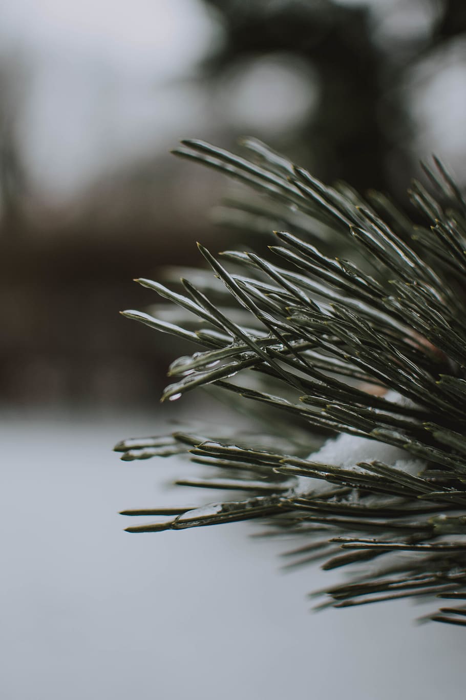 snow covered tree at daytime, plant, pine, fir, abies, conifer HD wallpaper