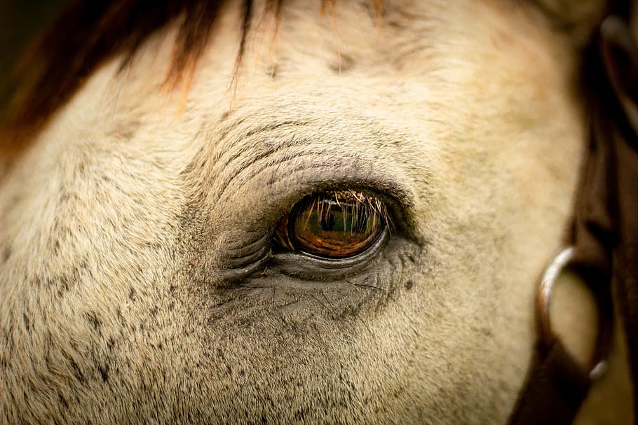 selective focus photography of horse eye, animal, state of rio de janeiro, HD wallpaper