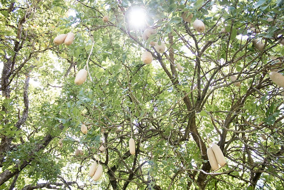 trees, nature, sky, natural, organic, vines, boab tree, australian HD wallpaper
