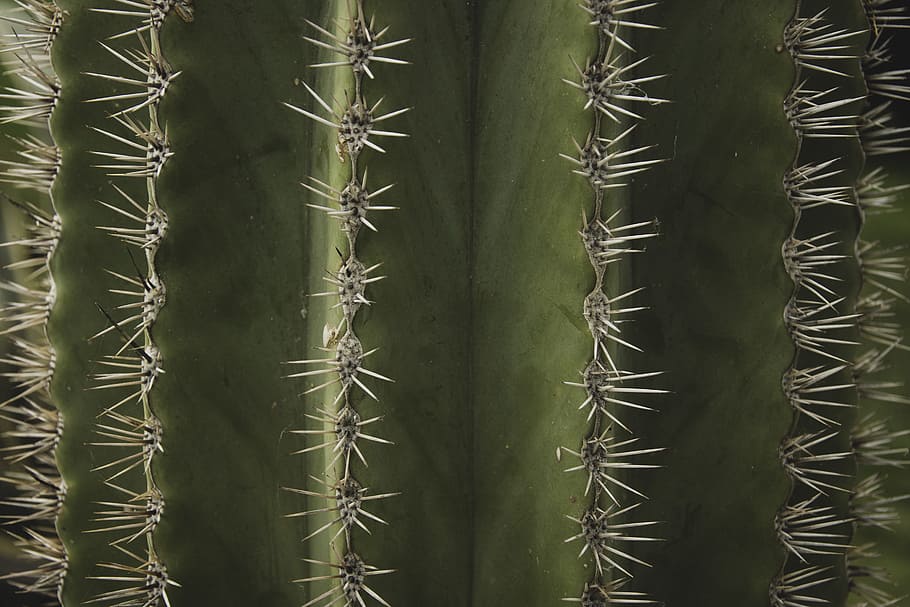 macro photograph of cactus plant, nature, green, cacti, spike HD wallpaper