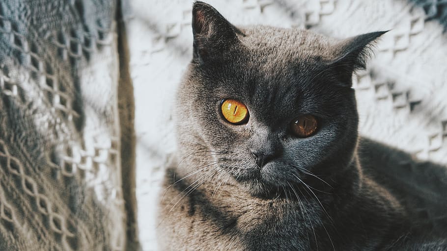 Russian blue, animal, mammal, pet, cat, manx, abyssinian, black cat HD wallpaper