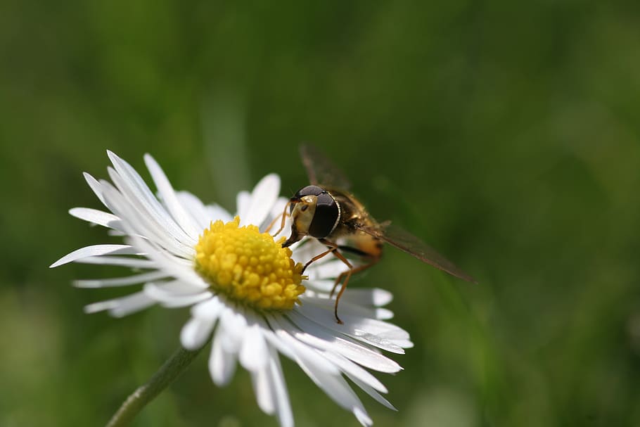 daisy, hoverfly, insect, flower, macro, nature, plant, garden HD wallpaper