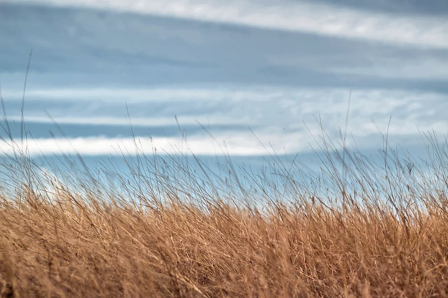 tranquility, land, beauty in nature, plant, sky, day, cloud - sky HD wallpaper