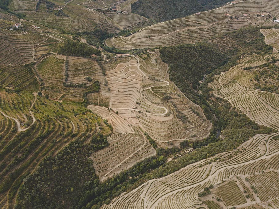 douro river, landscape, environment, agriculture, rural scene HD wallpaper