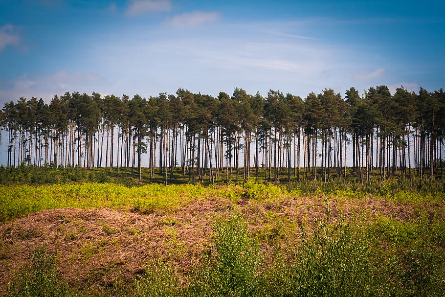 1170x2532px | free download | HD wallpaper: cannock chase, united ...