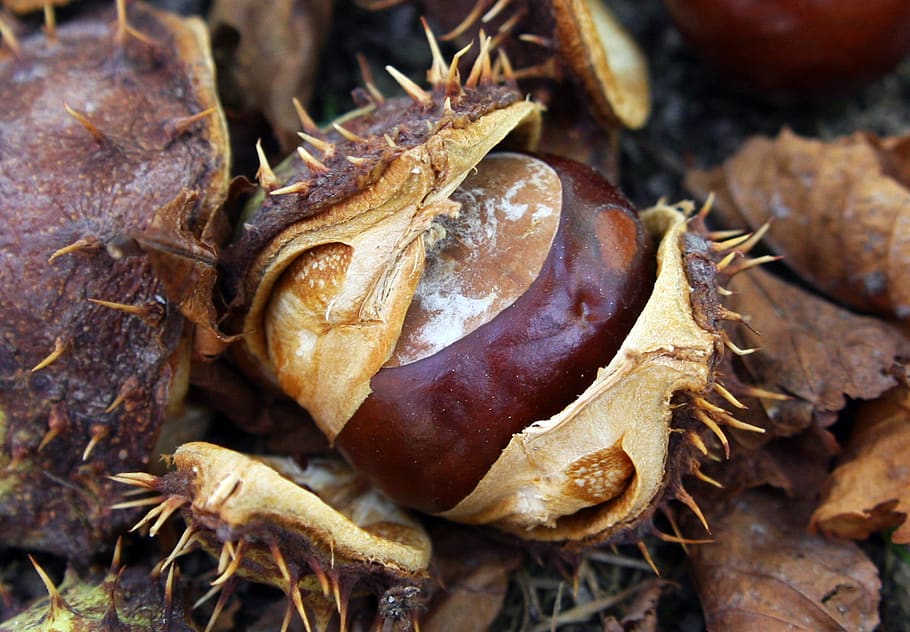 chestnut, autumn, forest, nature, tree, plant, autumn fruit HD wallpaper