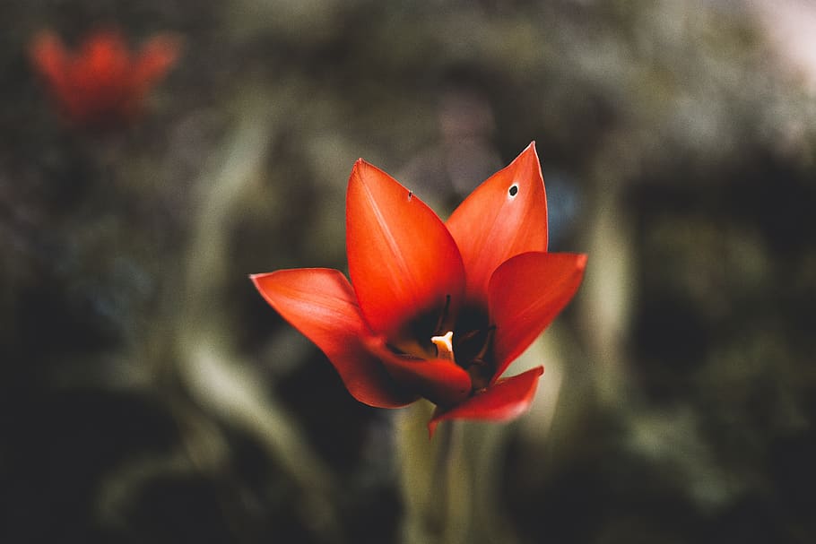 red petaled flower, plant, blossom, geranium, amaryllidaceae HD wallpaper