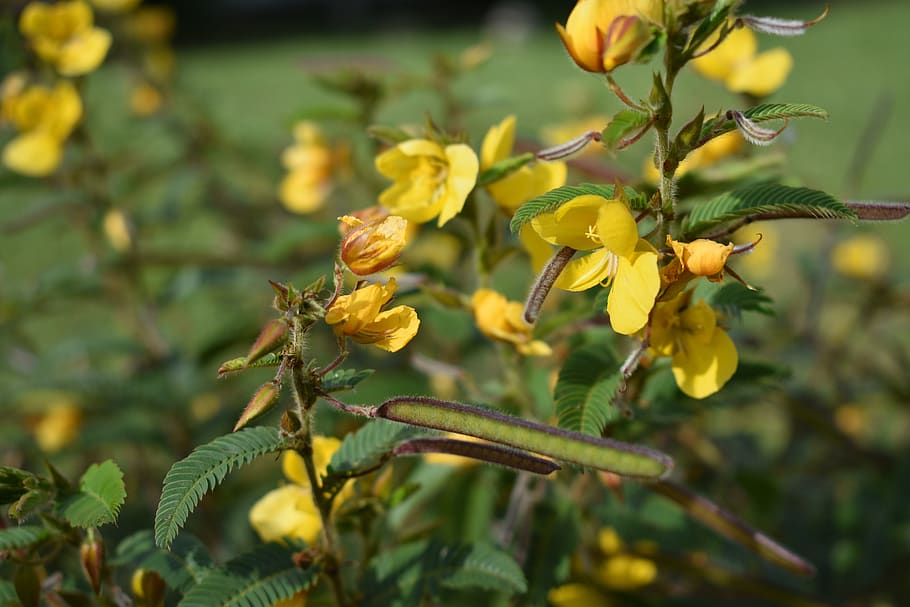 flower, flowers, spring, colorful, plant, natural, garden, yellow HD wallpaper