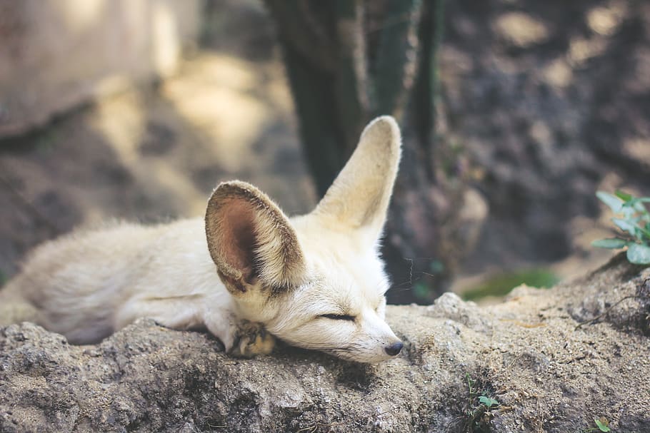 white and brown fennec fox lying on ground, one animal, animal themes, HD wallpaper