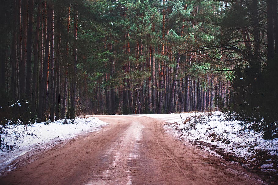 dirt, road, woods, forest, nature, rural, snow, winter, trees HD wallpaper