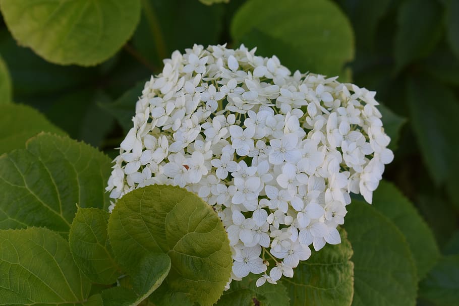 flower, white, hydrangea, garden, flora, summer, bloom, plant HD wallpaper