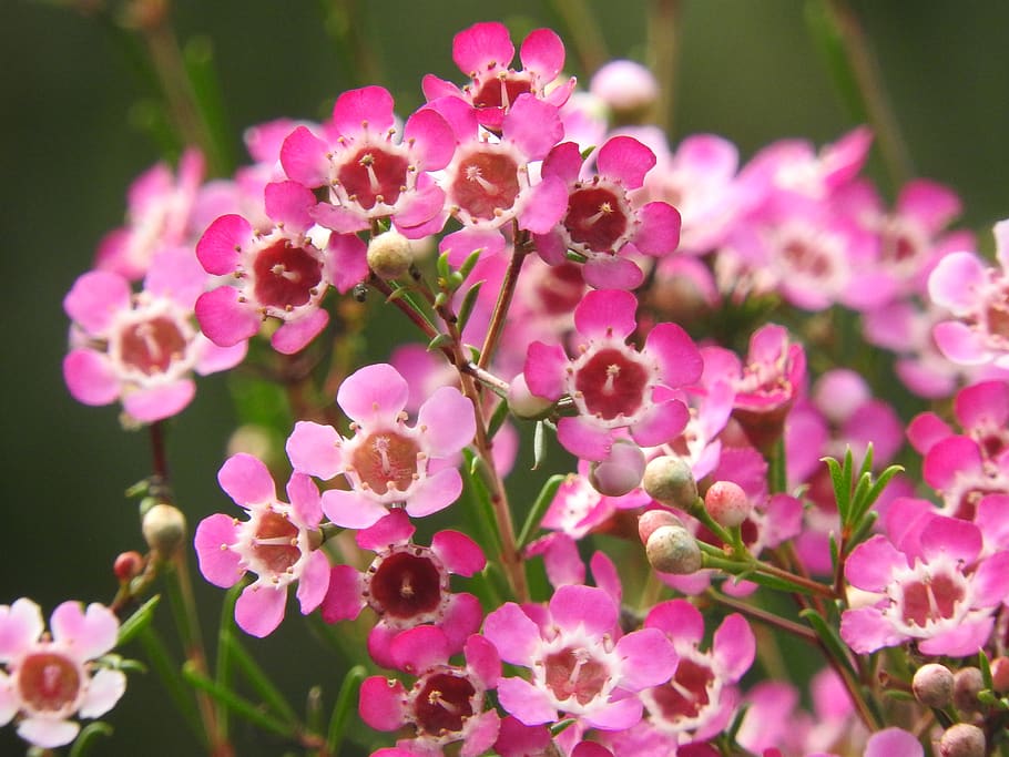 Shallow Focus Photography of Pink Flowers, beautiful, bloom, blooming HD wallpaper