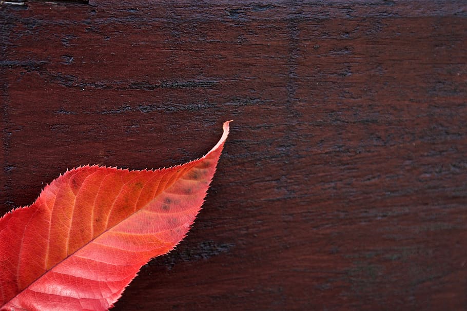 leaf, red, wood, nature, fall, dent, detail, macro, color, colorful HD wallpaper