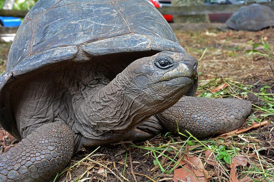 seychelles, tortoise, turtle, animal themes, animal wildlife HD wallpaper