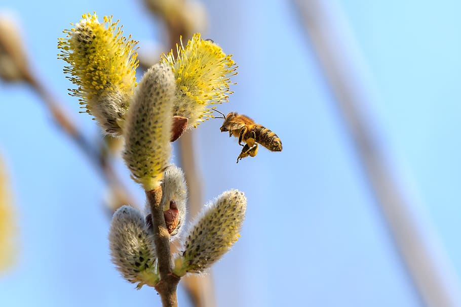 spring, blossom, bloom, nature, plant, petals, macro, pollination HD wallpaper