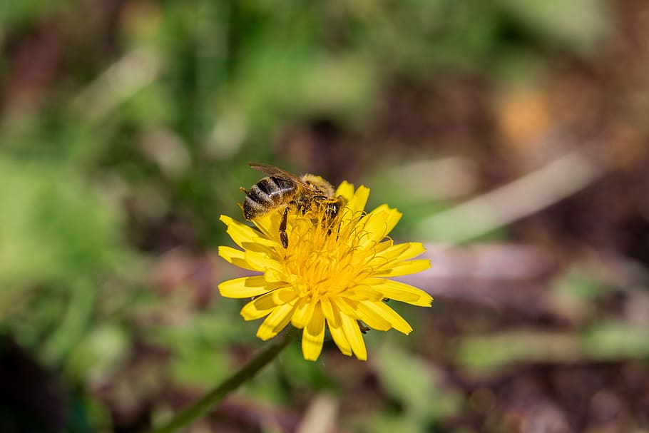 bee, bug, nature, plant, color, flower, vegetation, summer HD wallpaper