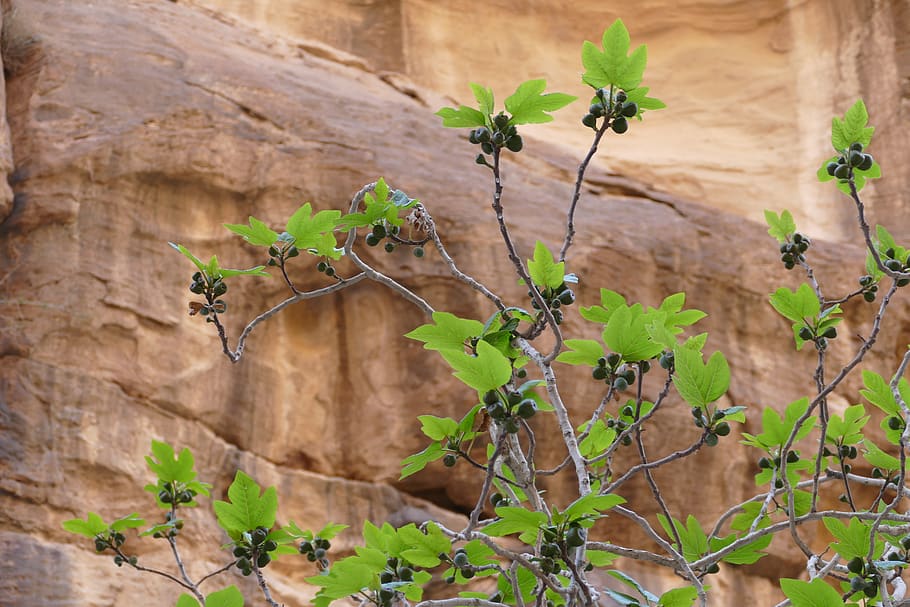 jordan, petra, desert, sand stone, canyon, siq, gorge, world heritage