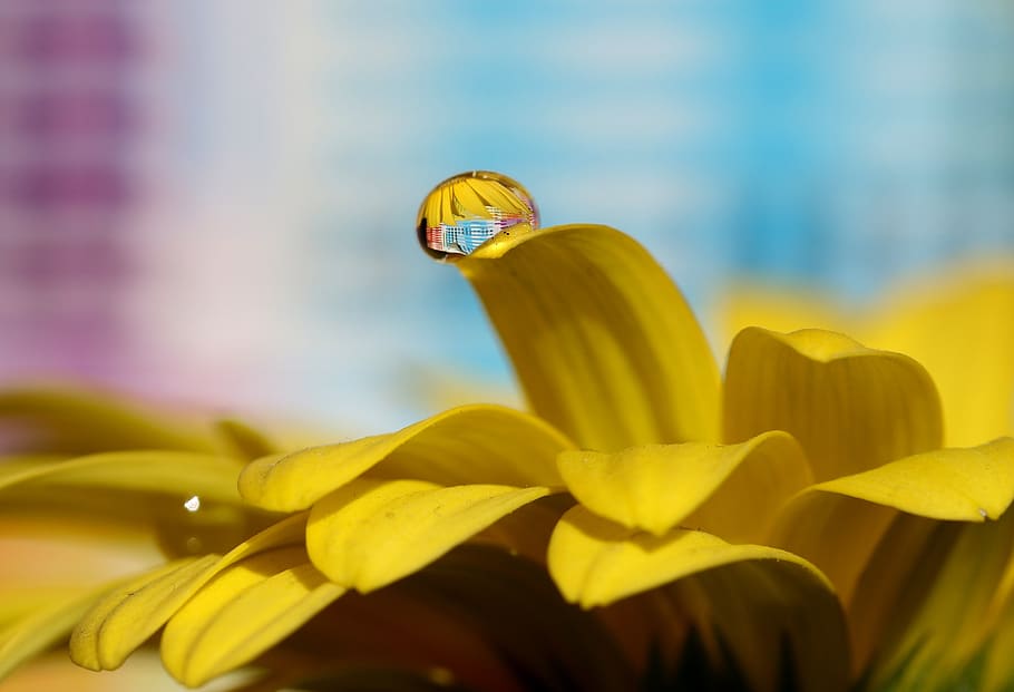 drops, water, macro, flower, refractive, petals, yellow, flowering plant HD wallpaper