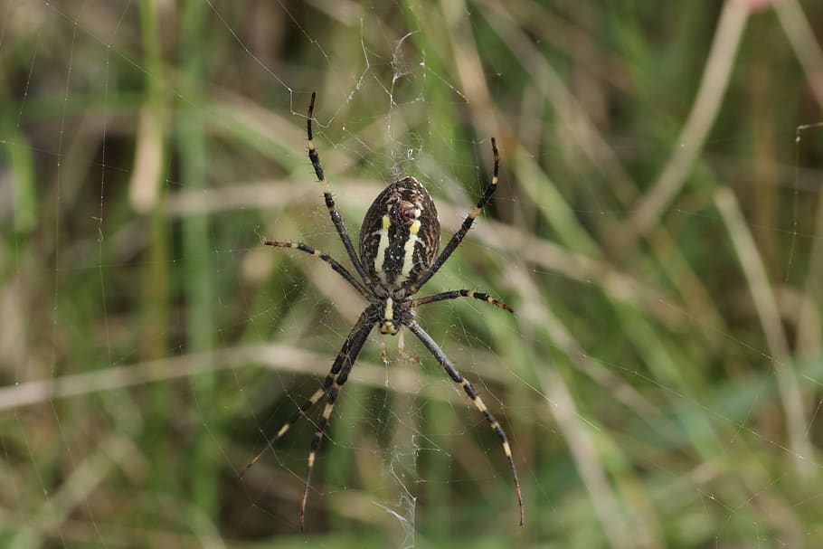 spider, spider web, predator, insect, grass, animal themes HD wallpaper