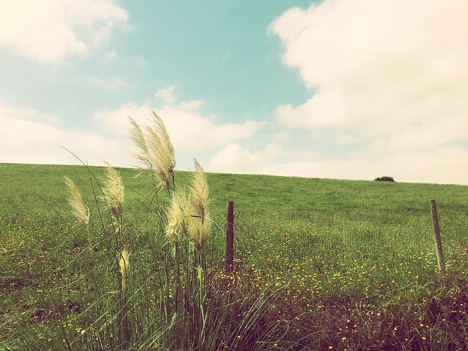 spain, pontejos, trees, relax, mountain, nature, field, sky HD wallpaper