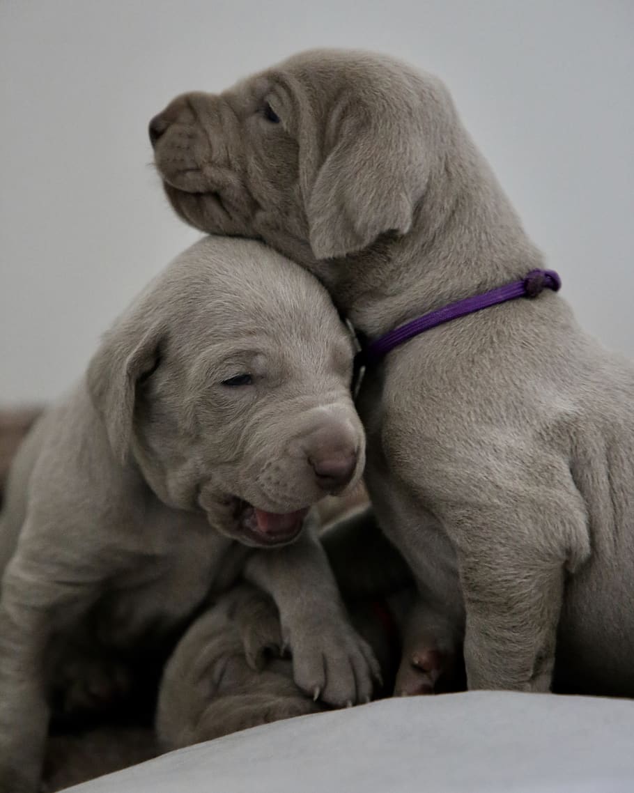 smiling two white puppies, canine, pet, animal, mammal, dog, labrador retriever HD wallpaper