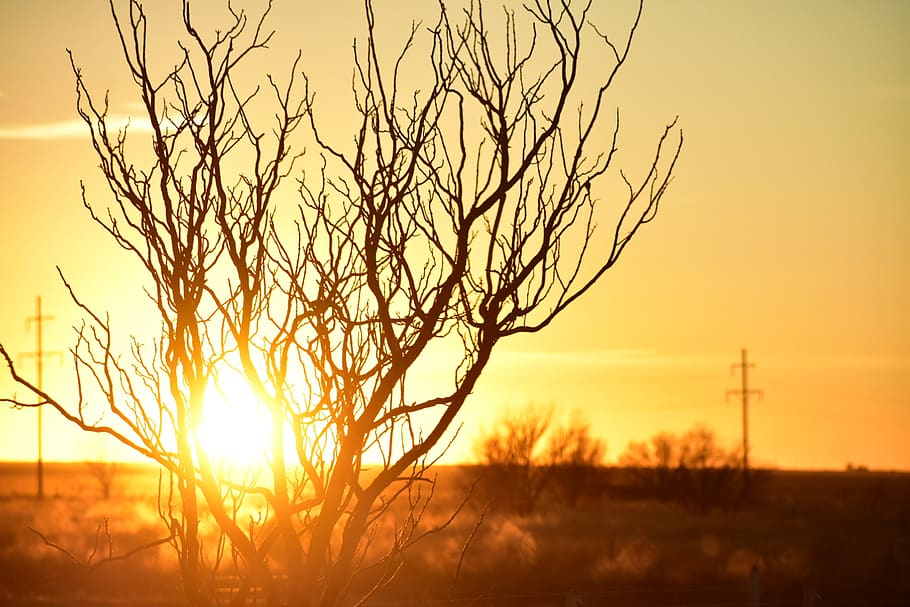 Photo of Branches during Golden Hour, backlit, bright, dawn, environment HD wallpaper