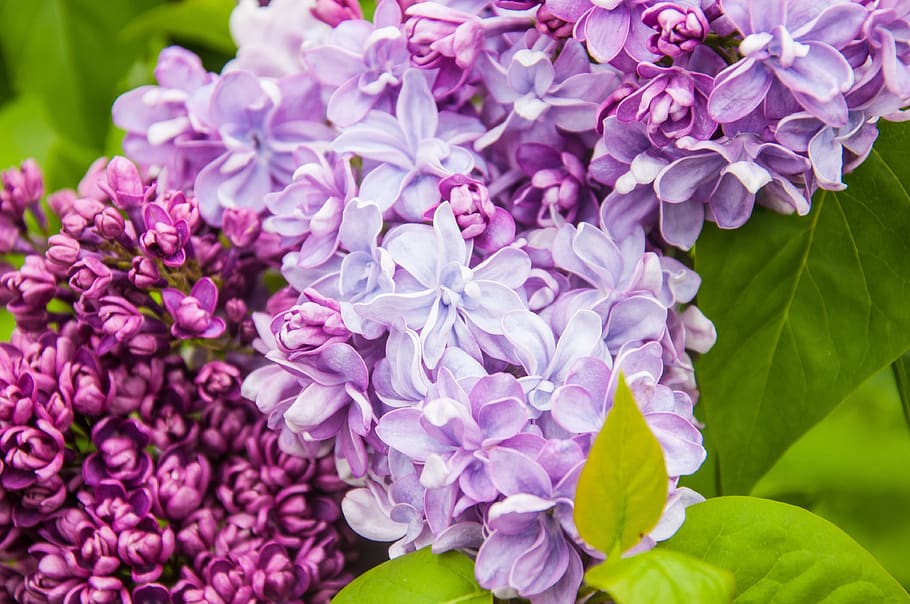 lilac, flowers, nature, spring, purple, branch, close up, violet HD wallpaper