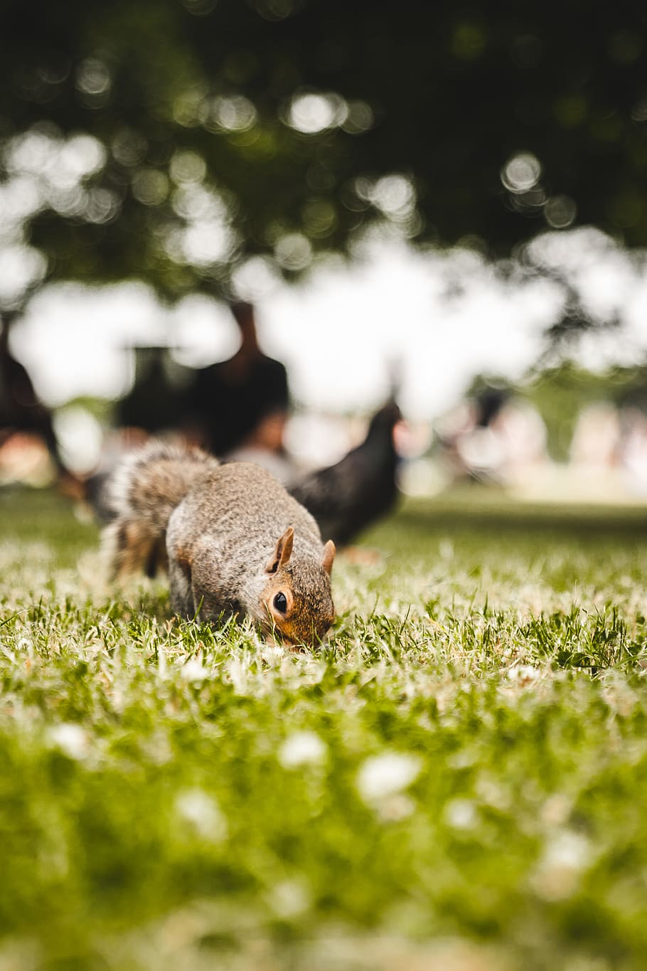 selective focus of brown rodent, squirrel, grass, park, animal HD wallpaper