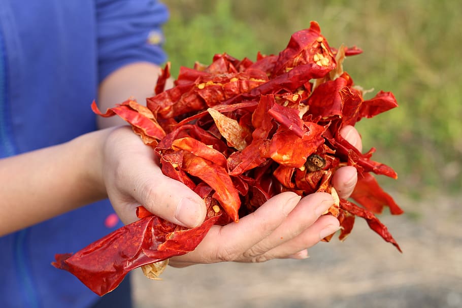 hunan, red pepper, human hand, one person, human body part HD wallpaper