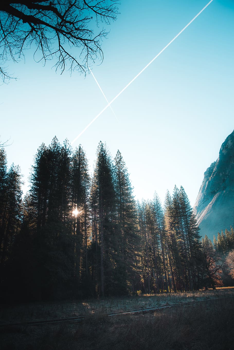 pine trees, forest, explore, sky, mountain, travel, landscape HD wallpaper