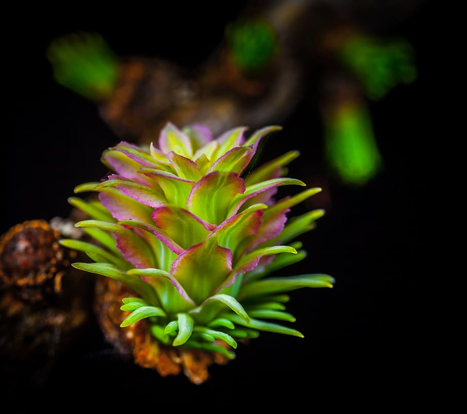 larch, pine cone, macro, freshness, close-up, no people, plant HD wallpaper