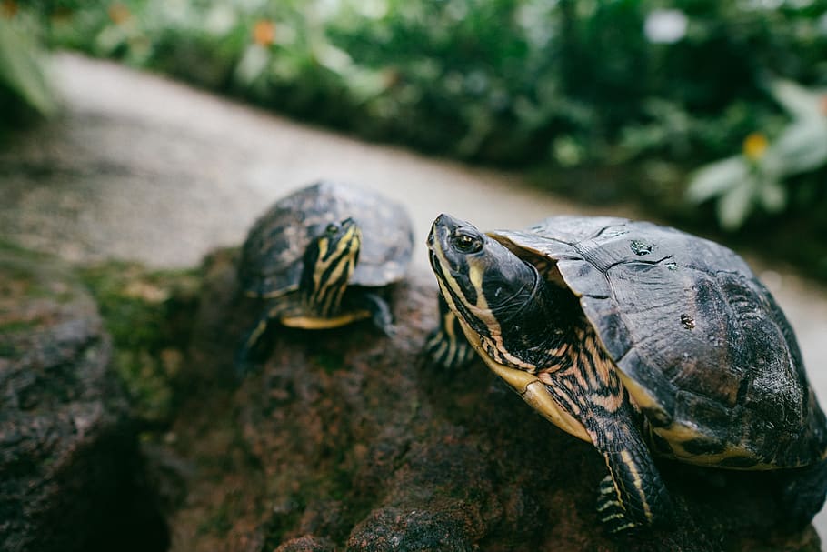 two brown turtle, animal themes, animal wildlife, reptile, one animal HD wallpaper