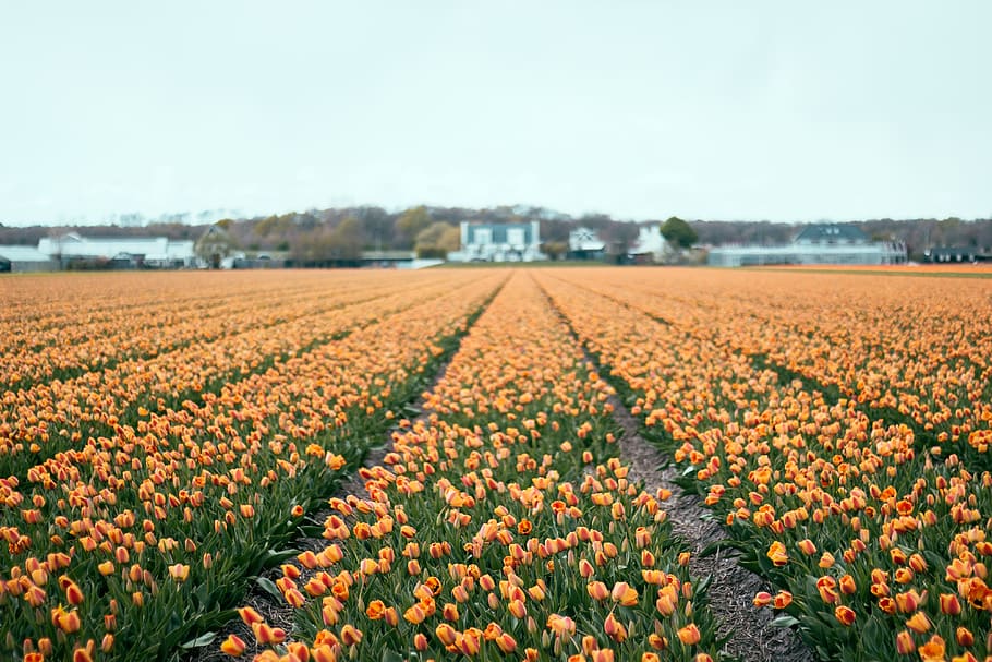 orange tulip flowers, field, plant, flowering plant, landscape HD wallpaper