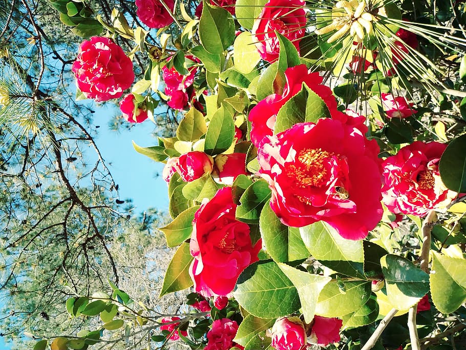 red petaled flower, plant, beauty in nature, growth, flowering plant HD wallpaper