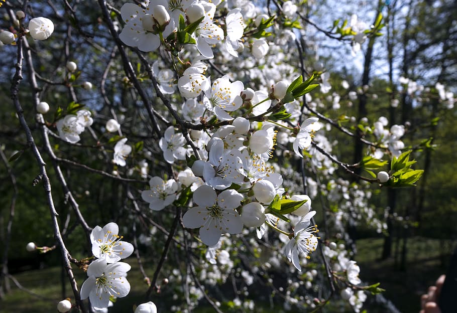 spring, flower, plum, plant, flowering plant, fragility, growth HD wallpaper