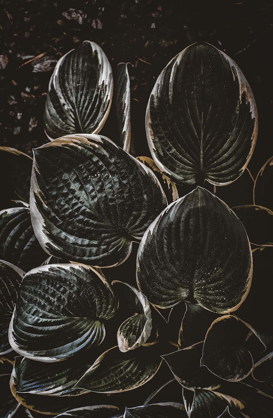 black plant, still life, no people, close-up, indoors, large group of objects HD wallpaper