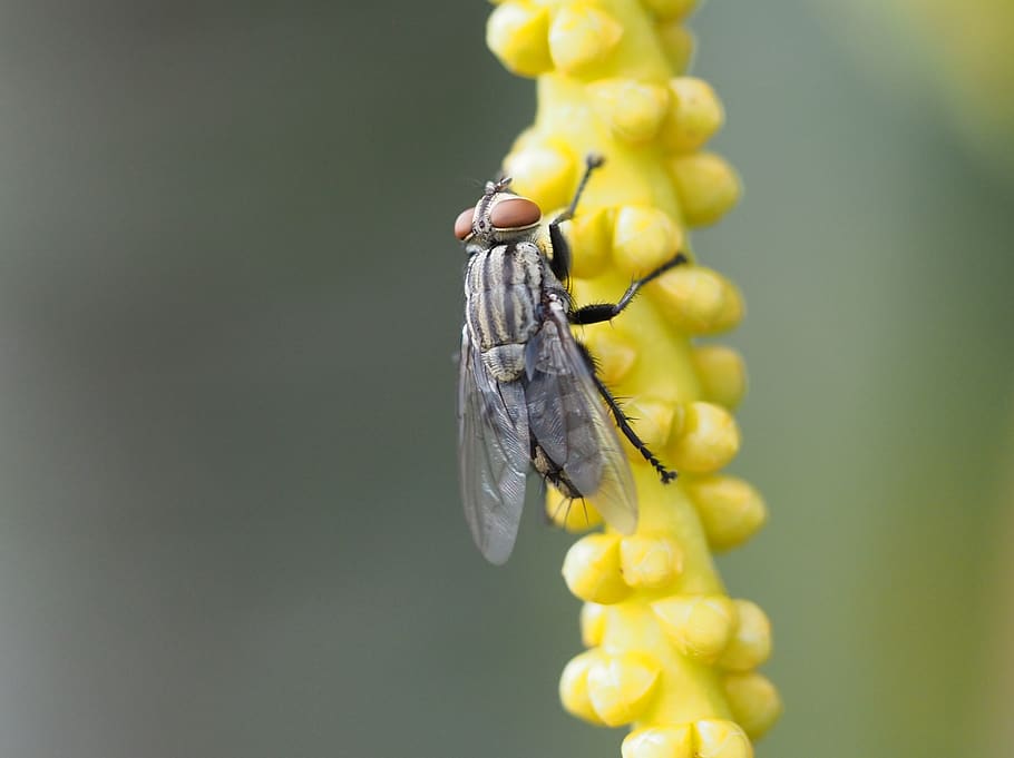 fly, insect, macro, bug, bloom, blossom, yellow, flower, nature, HD wallpaper