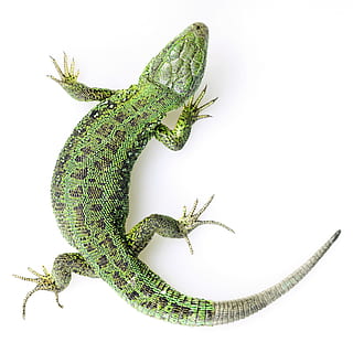 lizard, green, isolated, white, tail, striped, female, macro HD wallpaper